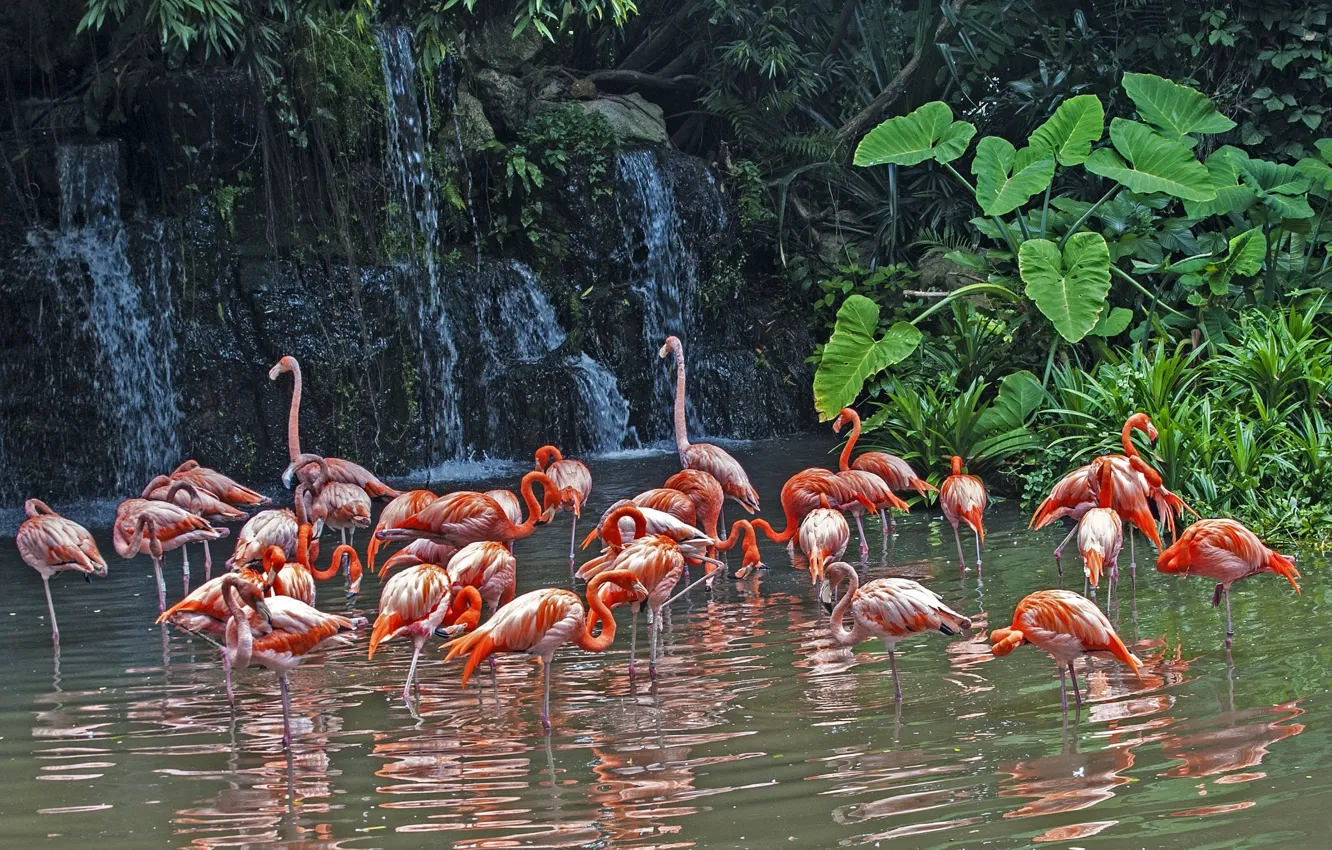 Фото обои природа, озеро, Фламинго