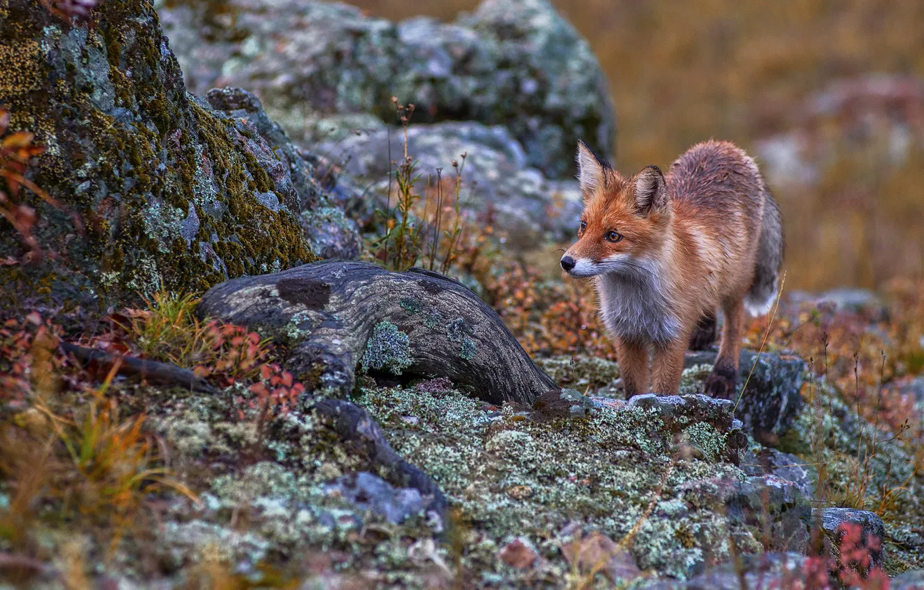 Фото обои fox, tree, coat