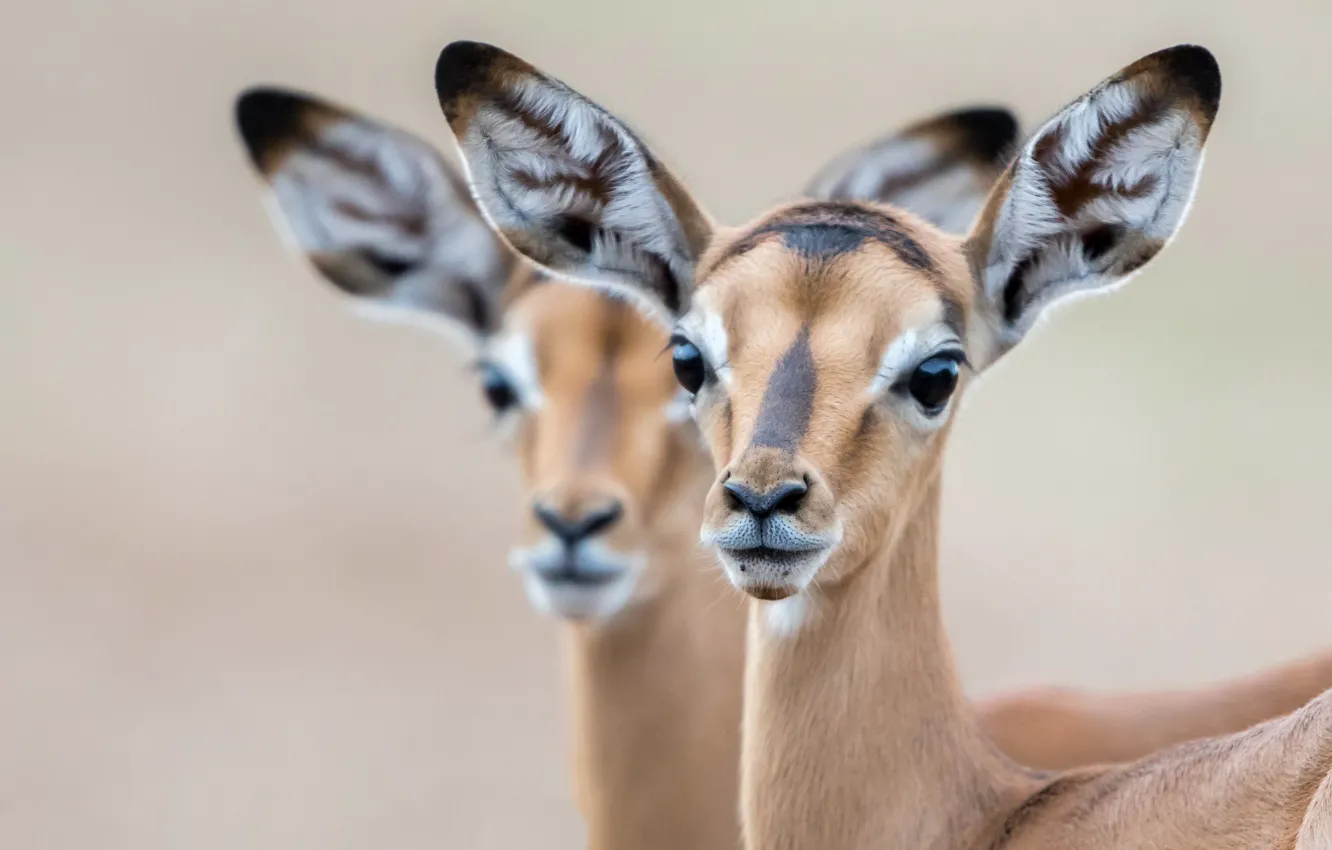 Фото обои природа, фон, Impala lambs