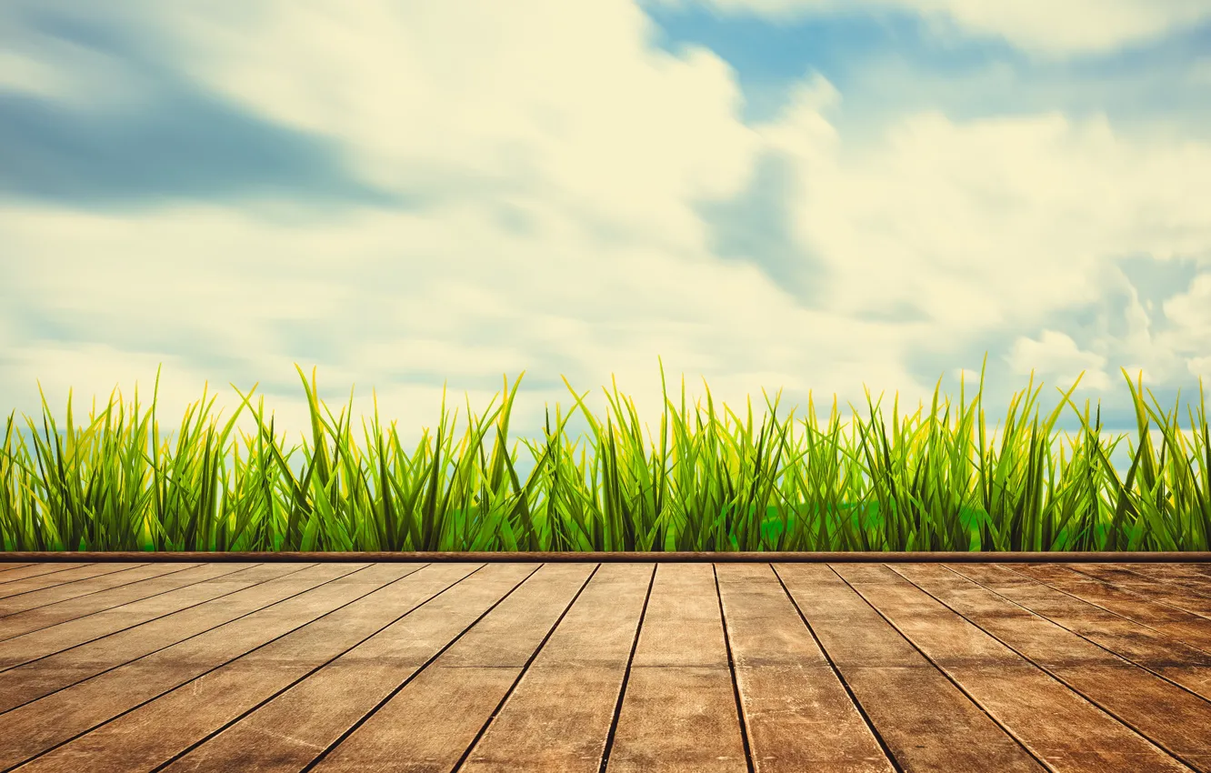 Фото обои лето, небо, трава, солнце, green, summer, grass, sunshine