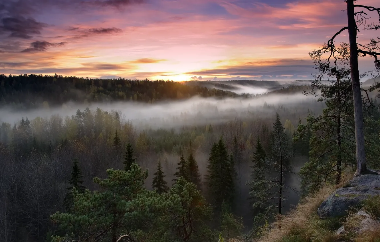 Фото обои лес, деревья, природа, туман, восход, утро, Финляндия, Finland