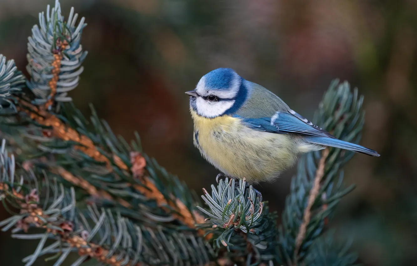 Фото обои ветки, птица, хвоя, синица