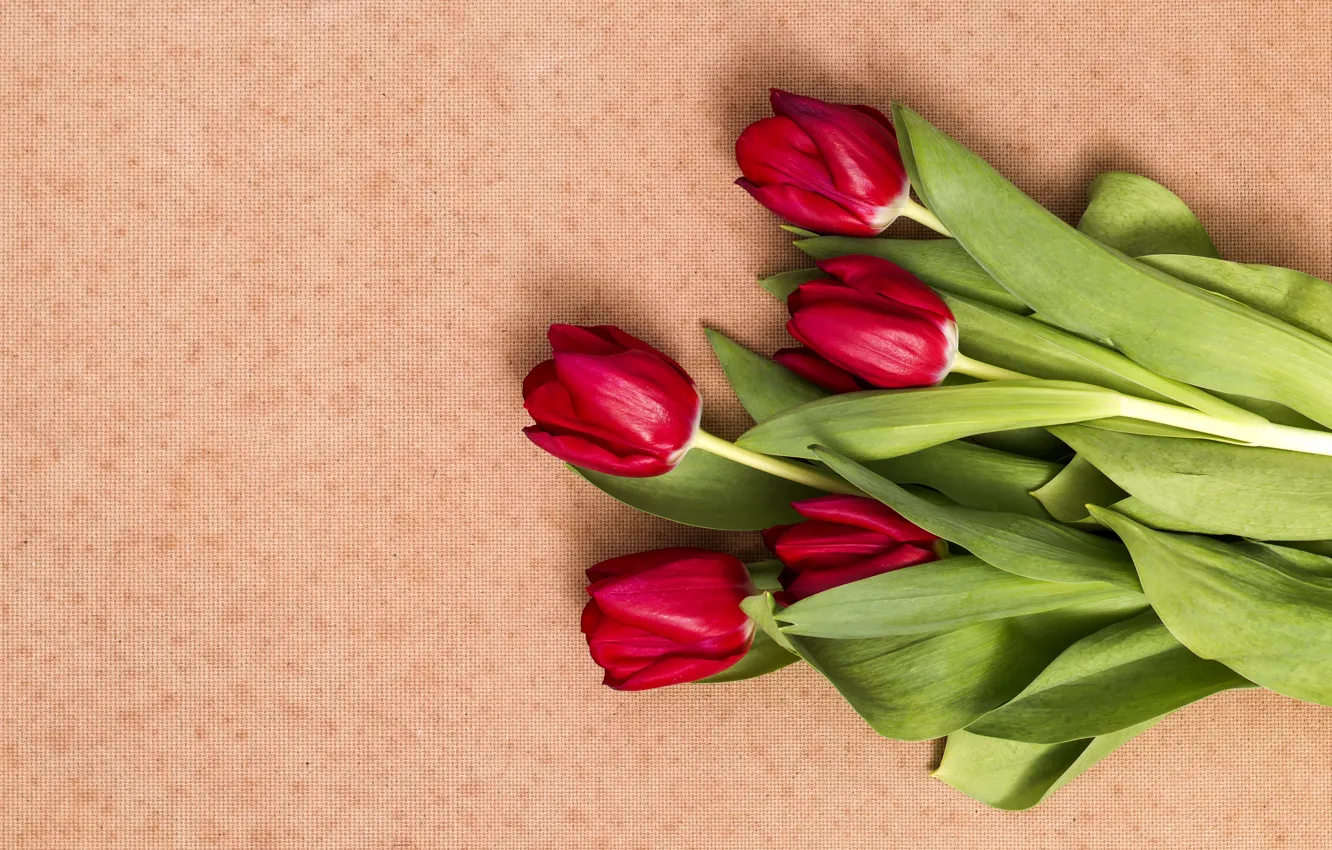 Фото обои цветы, букет, тюльпаны, красные, red, flowers, tulips, spring