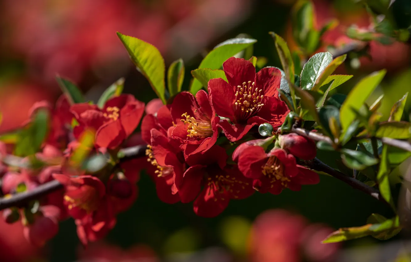 Фото обои цветы, ветка, весна, красные, цветение, айва, в цвету, плодовое дерево