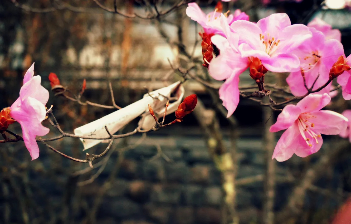 Фото обои природа, весна, цветущая вишня, бумажка с пожеланиями