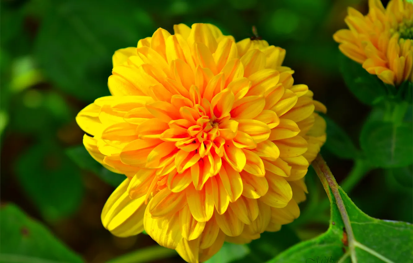 Фото обои Боке, Bokeh, Желтый цветок, Yellow flower