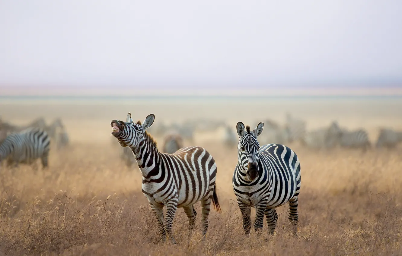Фото обои природа, савана, зебры