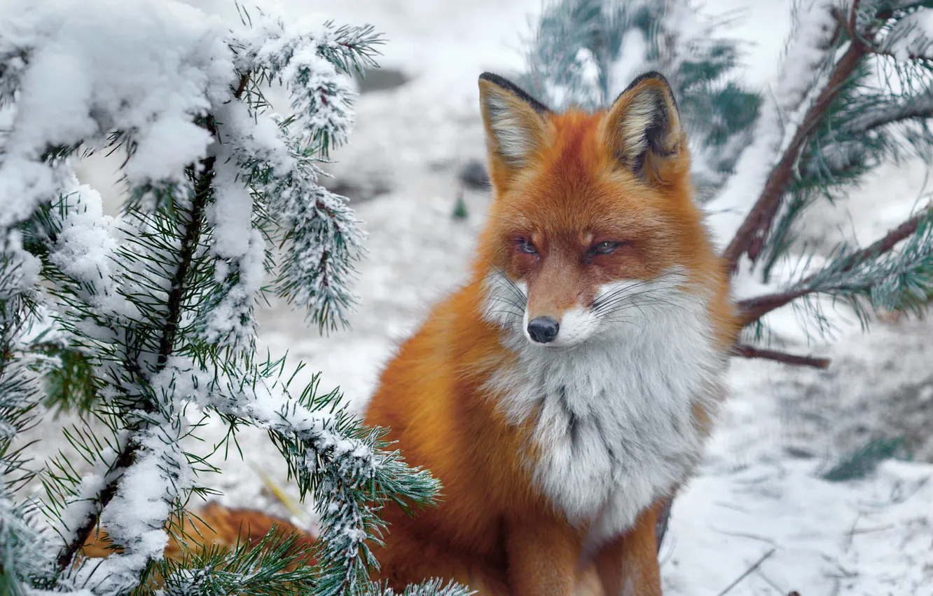 Фото обои зима, снег, ветки, природа, животное, лиса, хвоя, лисица
