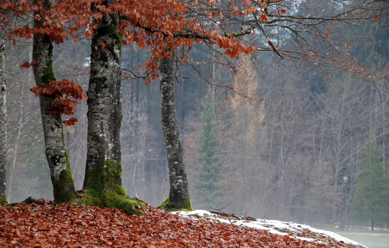 Фото обои осень, деревья, природа