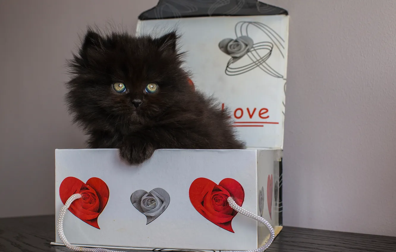 Фото обои котенок, коробка, подарок, пушистый, малыш, чёрный котёнок