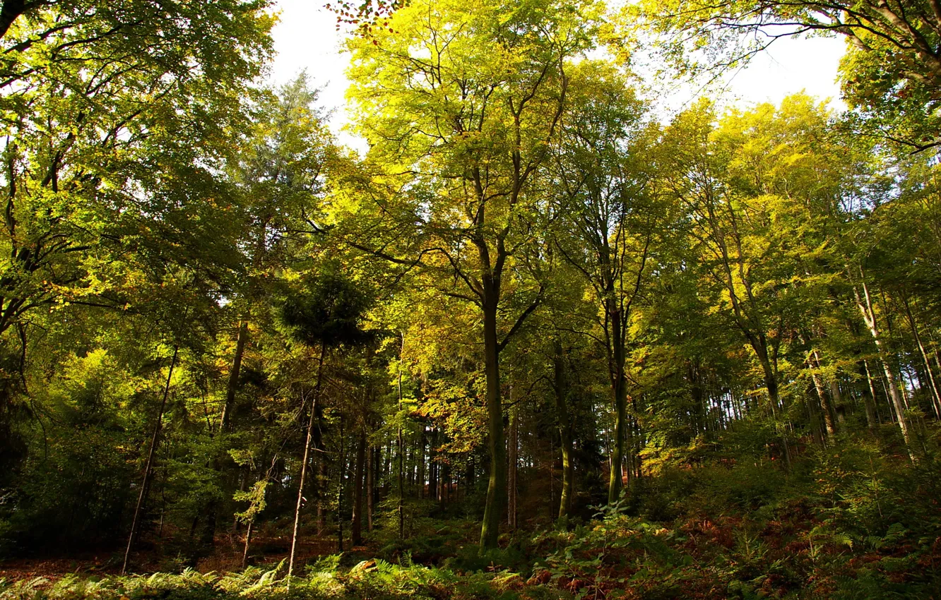 Фото обои осень, лес, деревья, Германия, день, солнечный