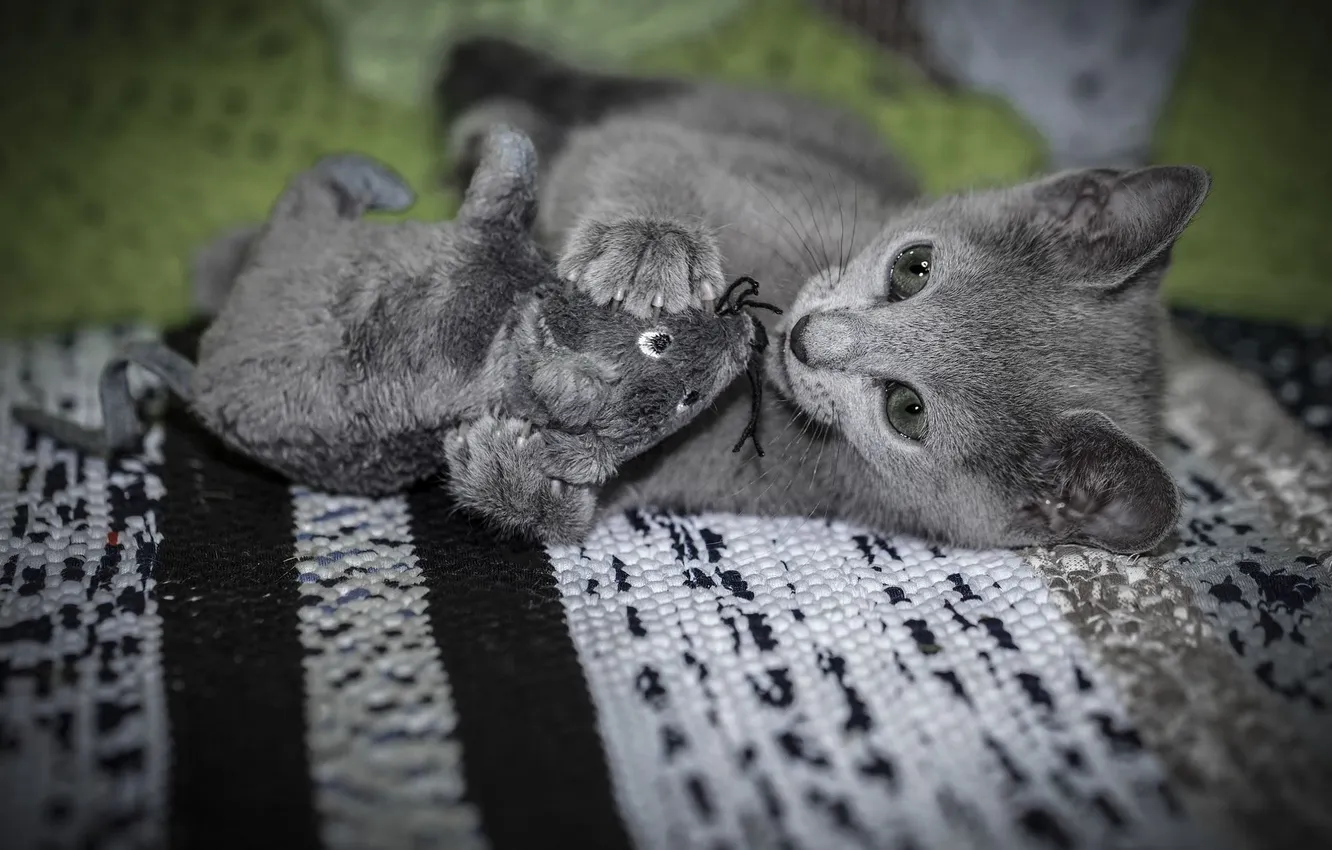 Фото обои кошка, взгляд, поза, котенок, серый, игрушка, игра, мышь