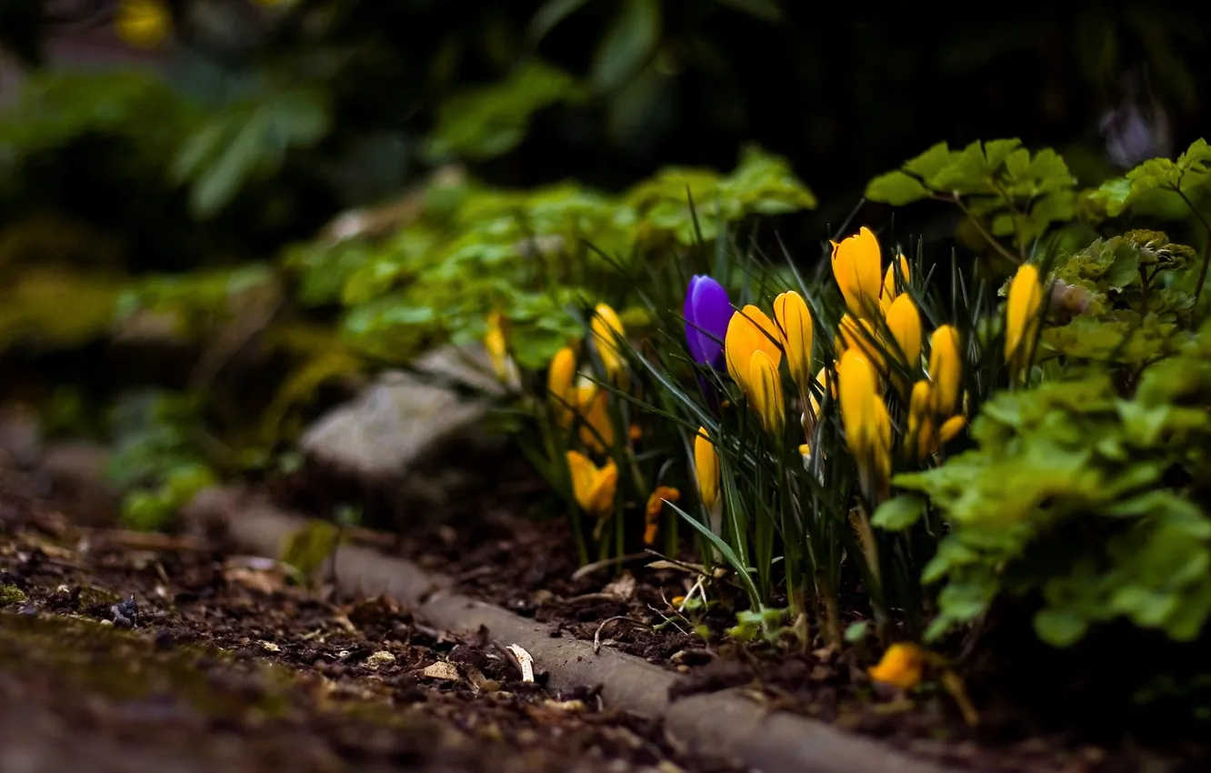 Фото обои цветы, желтый, макросъемка