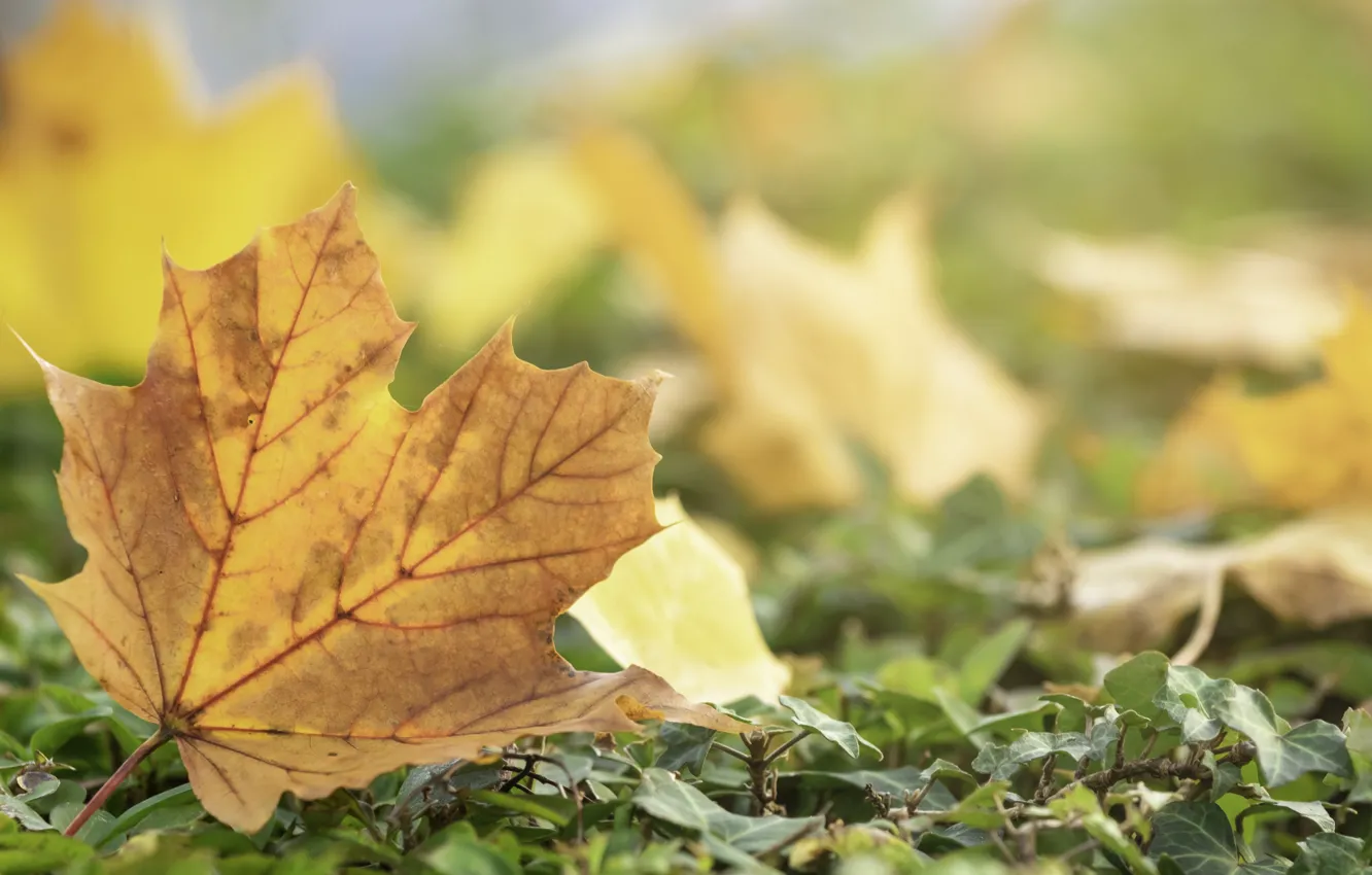 Фото обои осенние, yellow, leaves, autumn, листья, colorful, желтые, клен