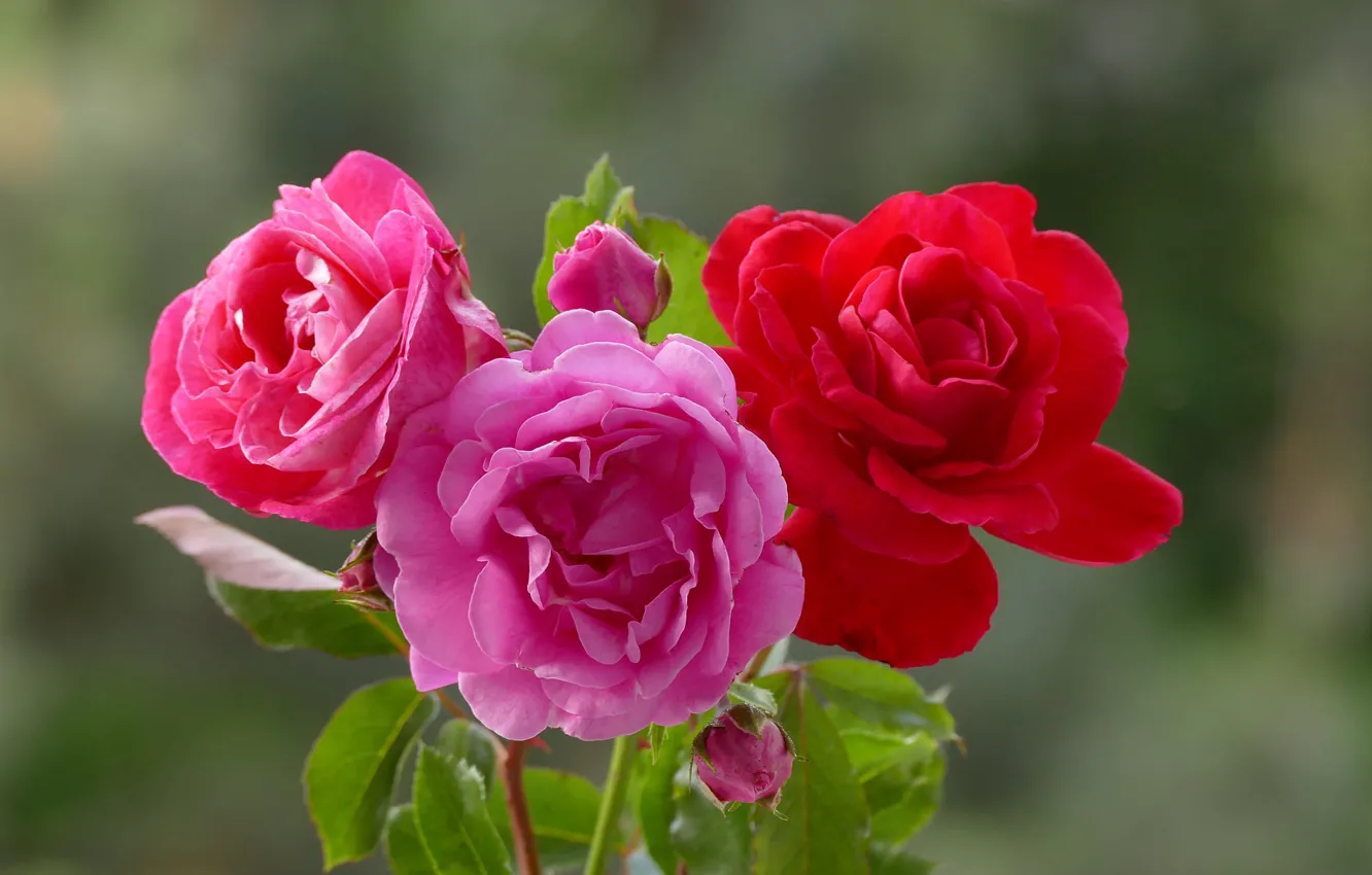 Фото обои фон, розы, трио, бутоны, боке