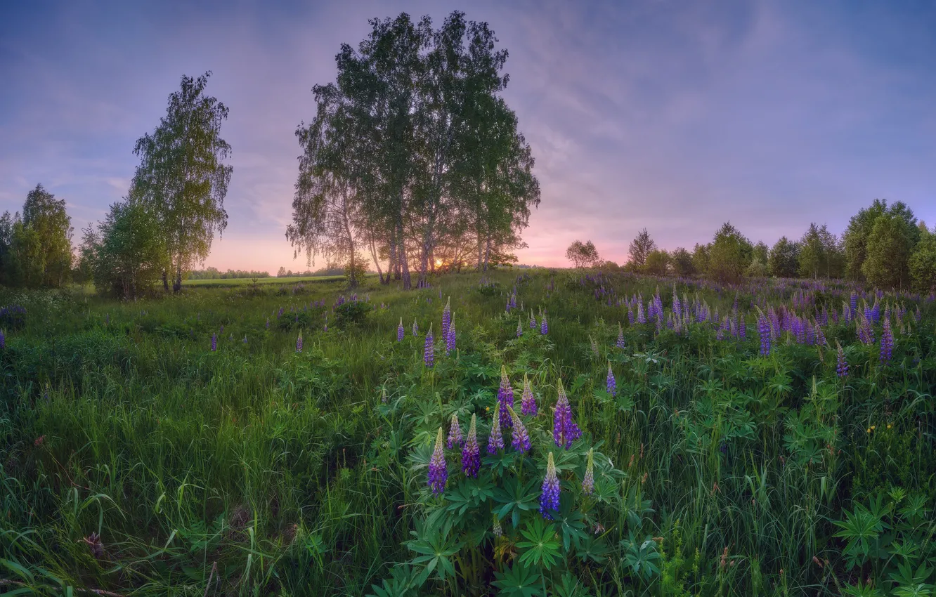 Фото обои цветы, березы, люпины
