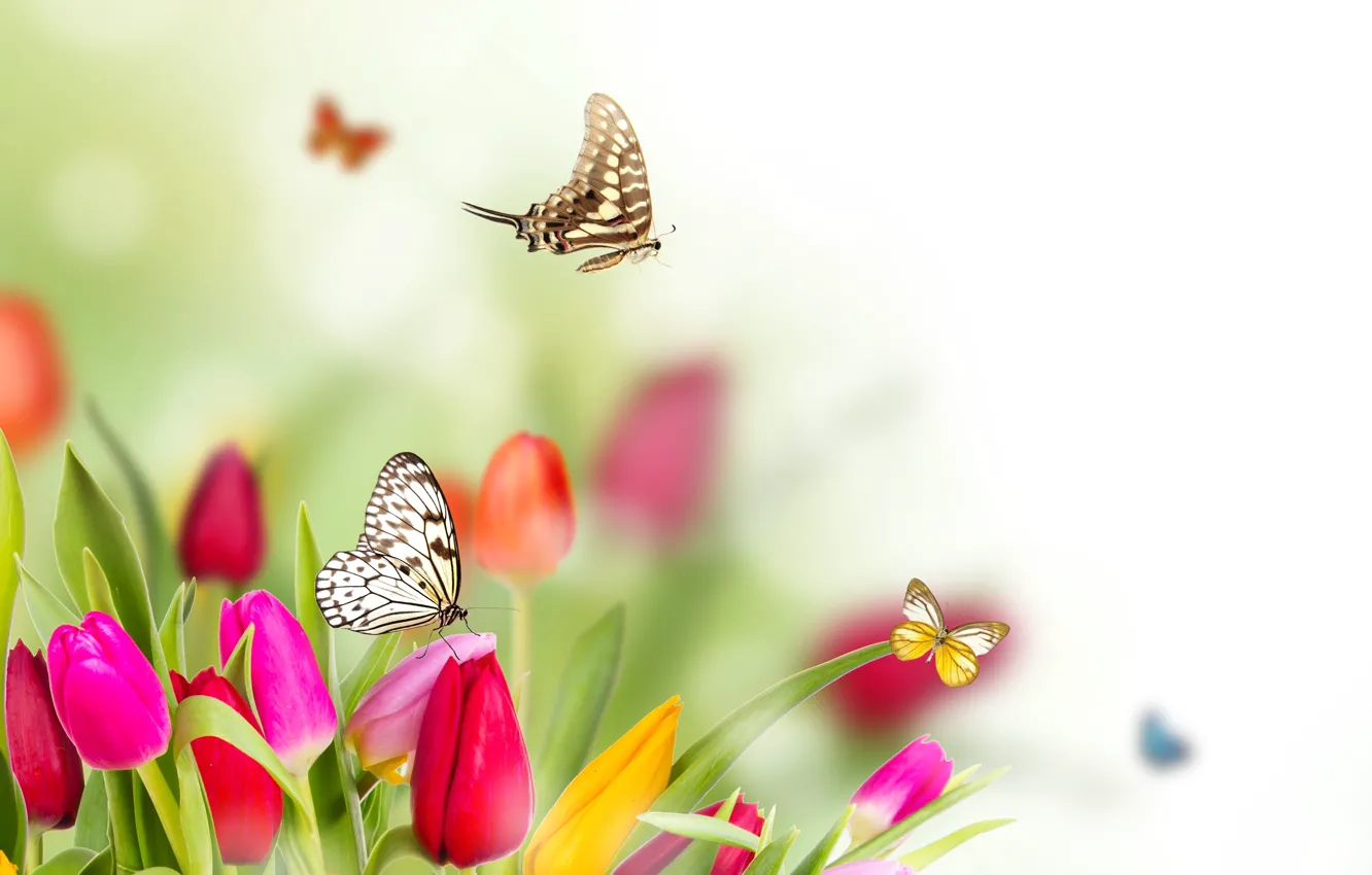 Фото обои бабочки, цветы, весна, размытость, тюльпаны