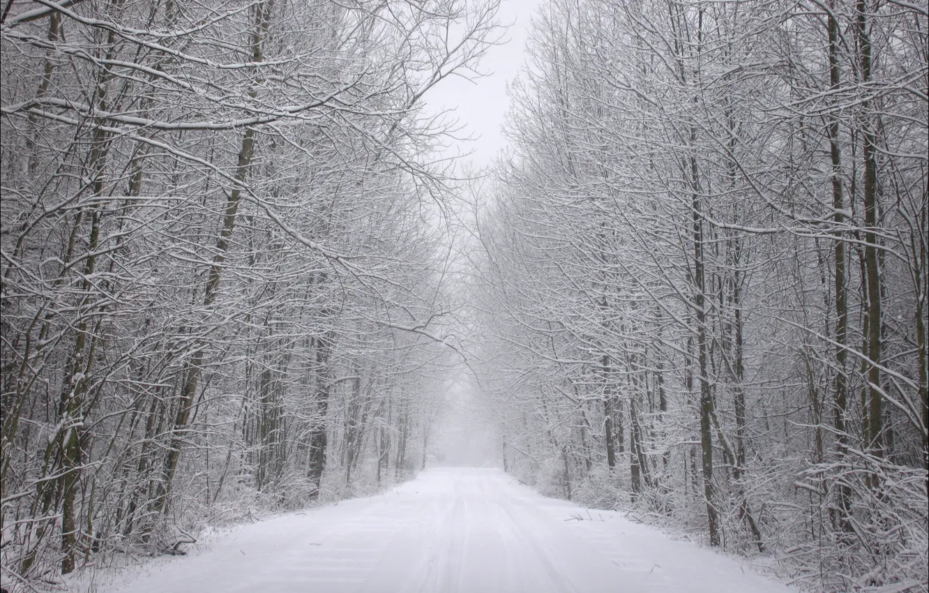 Фото обои зима, иней, дорога, лес, снег, деревья, следы