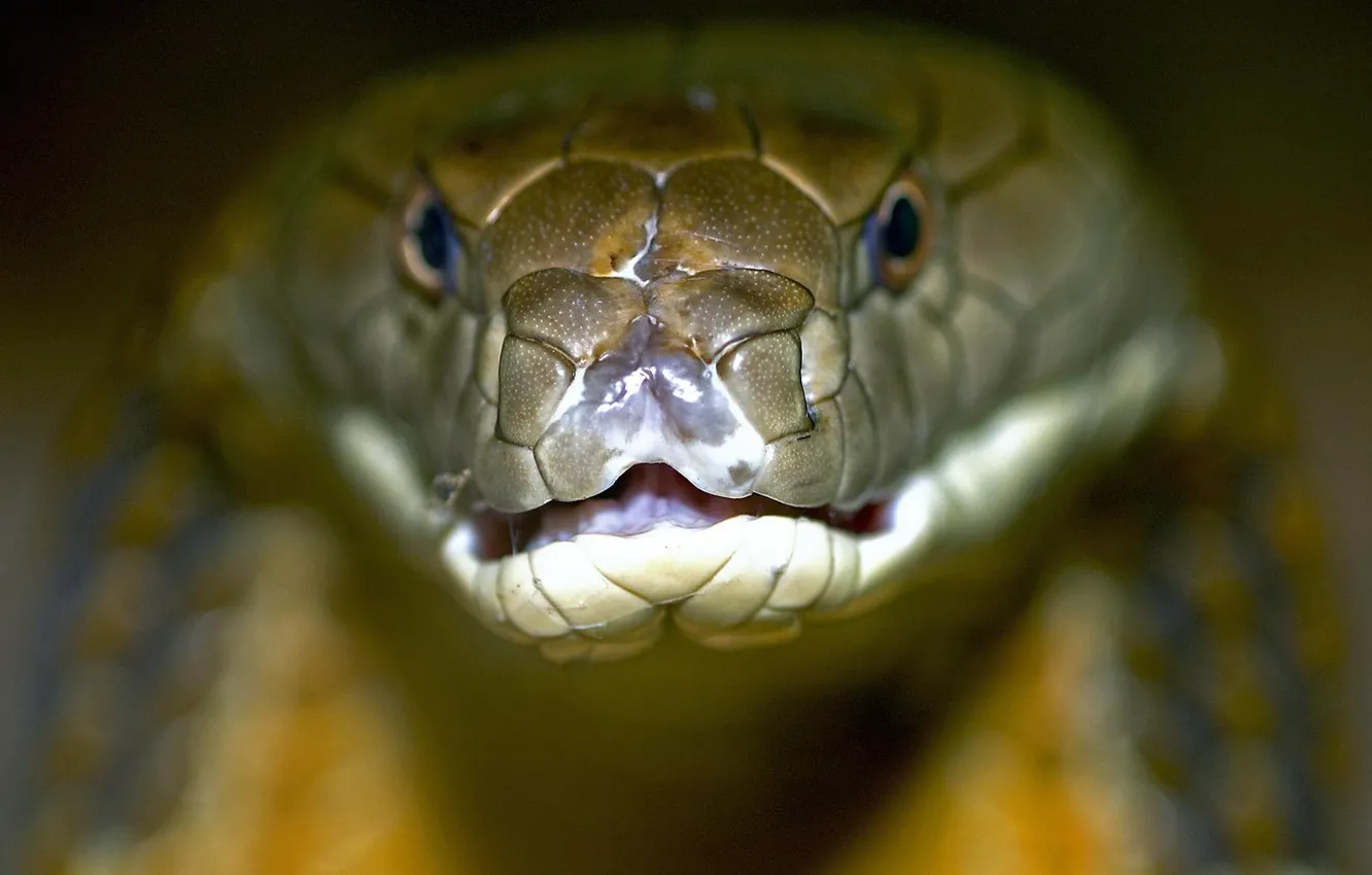 Фото обои змея, королевская, кобра