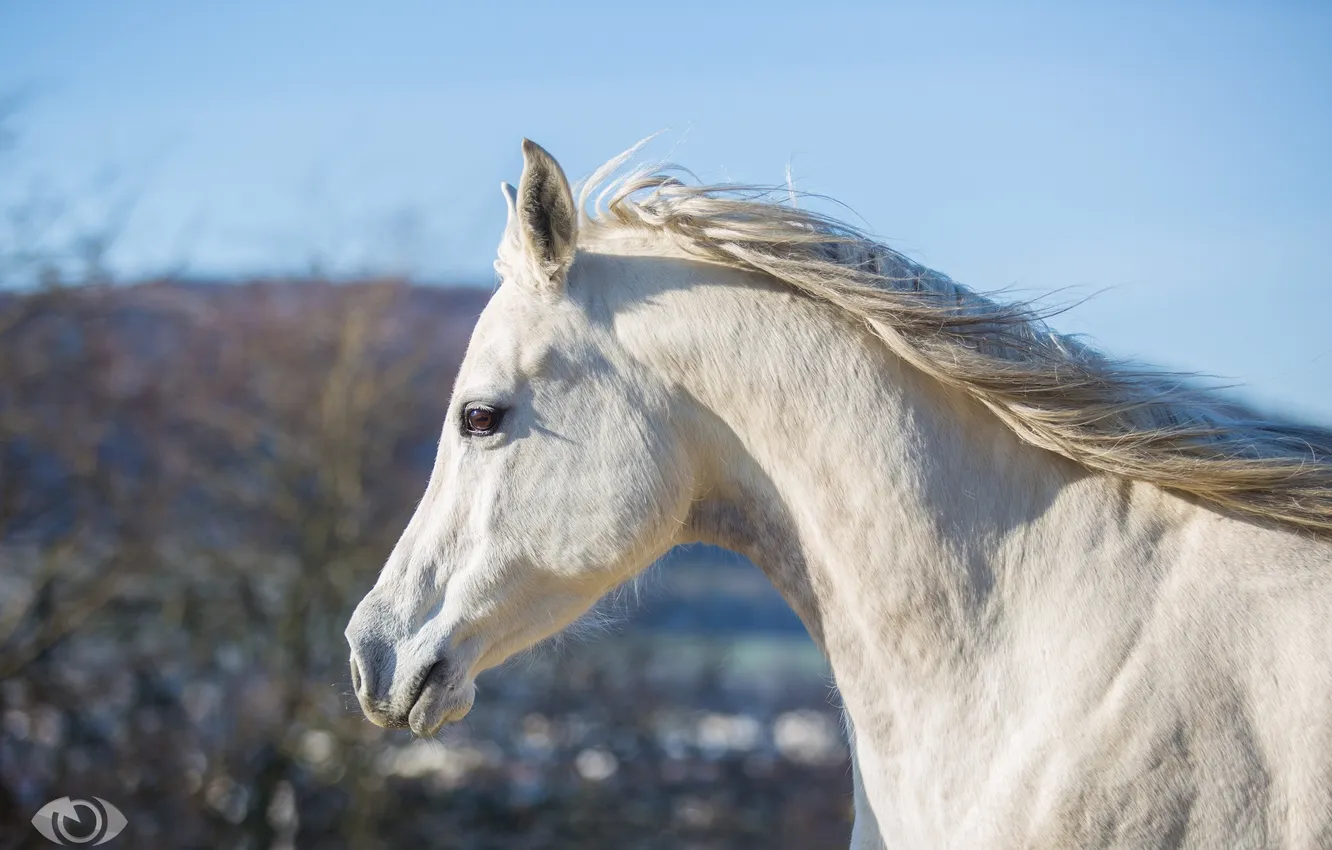 Фото обои небо, морда, конь, лошадь, грива, профиль, шея, (с) OliverSeitz