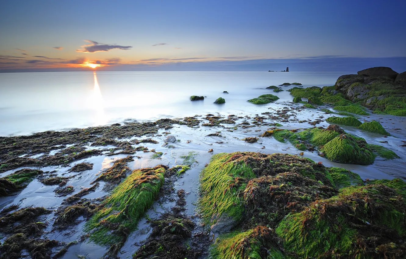 Фото обои море, водоросли, камни, побережье, дымка, франция