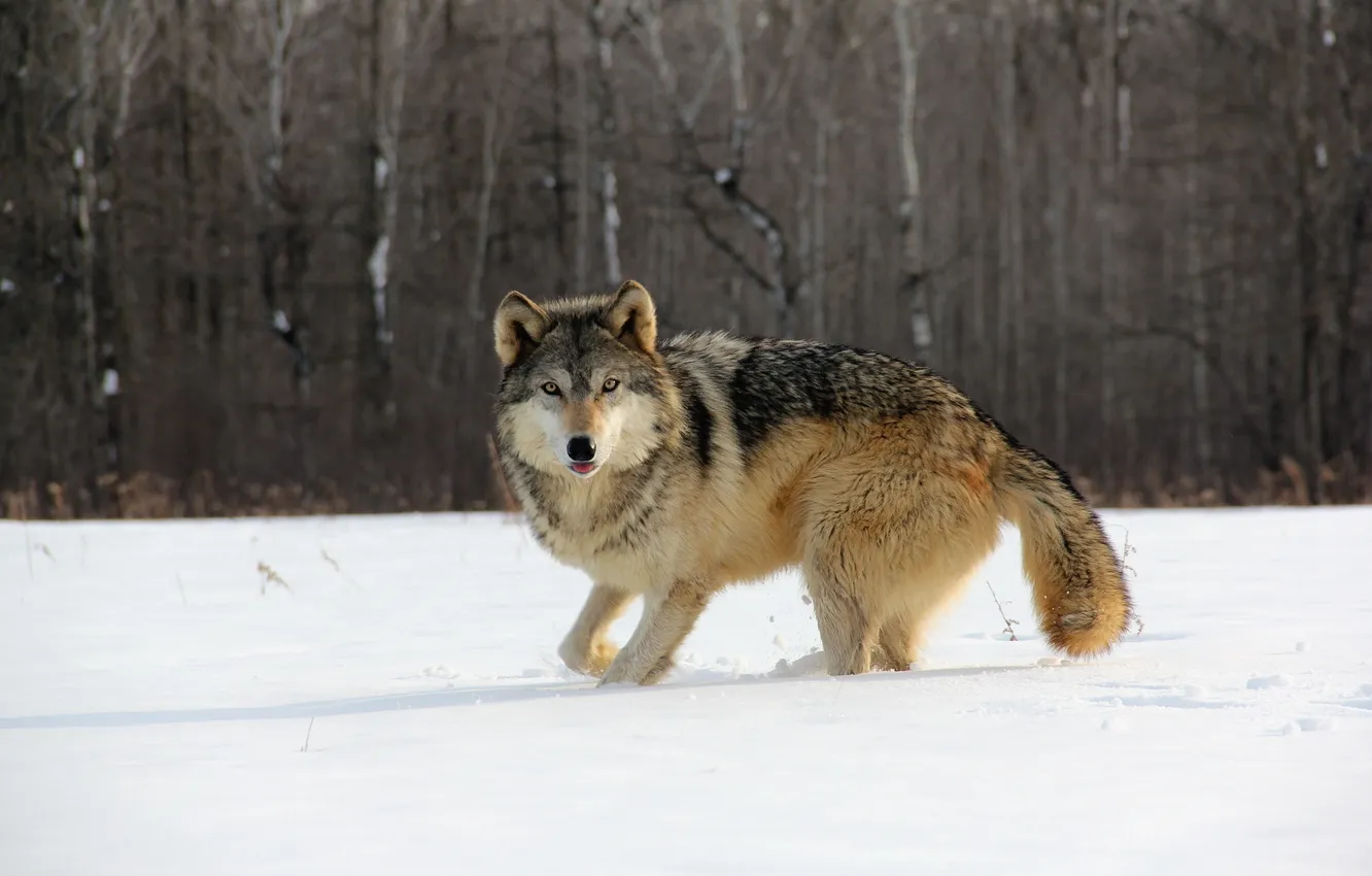 Фото обои зима, природа, волк
