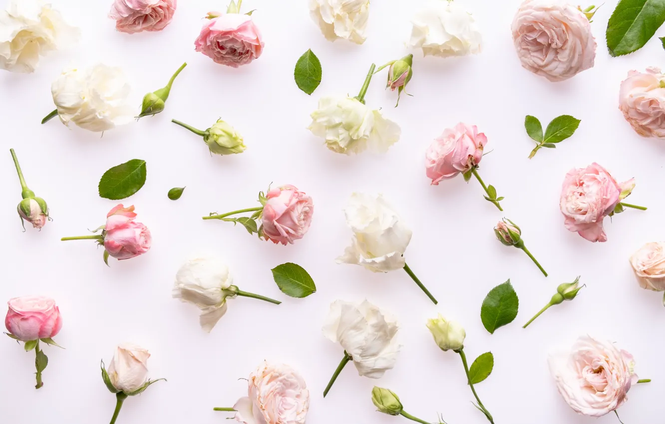 Фото обои белый, фон, розы, розовые, бутоны