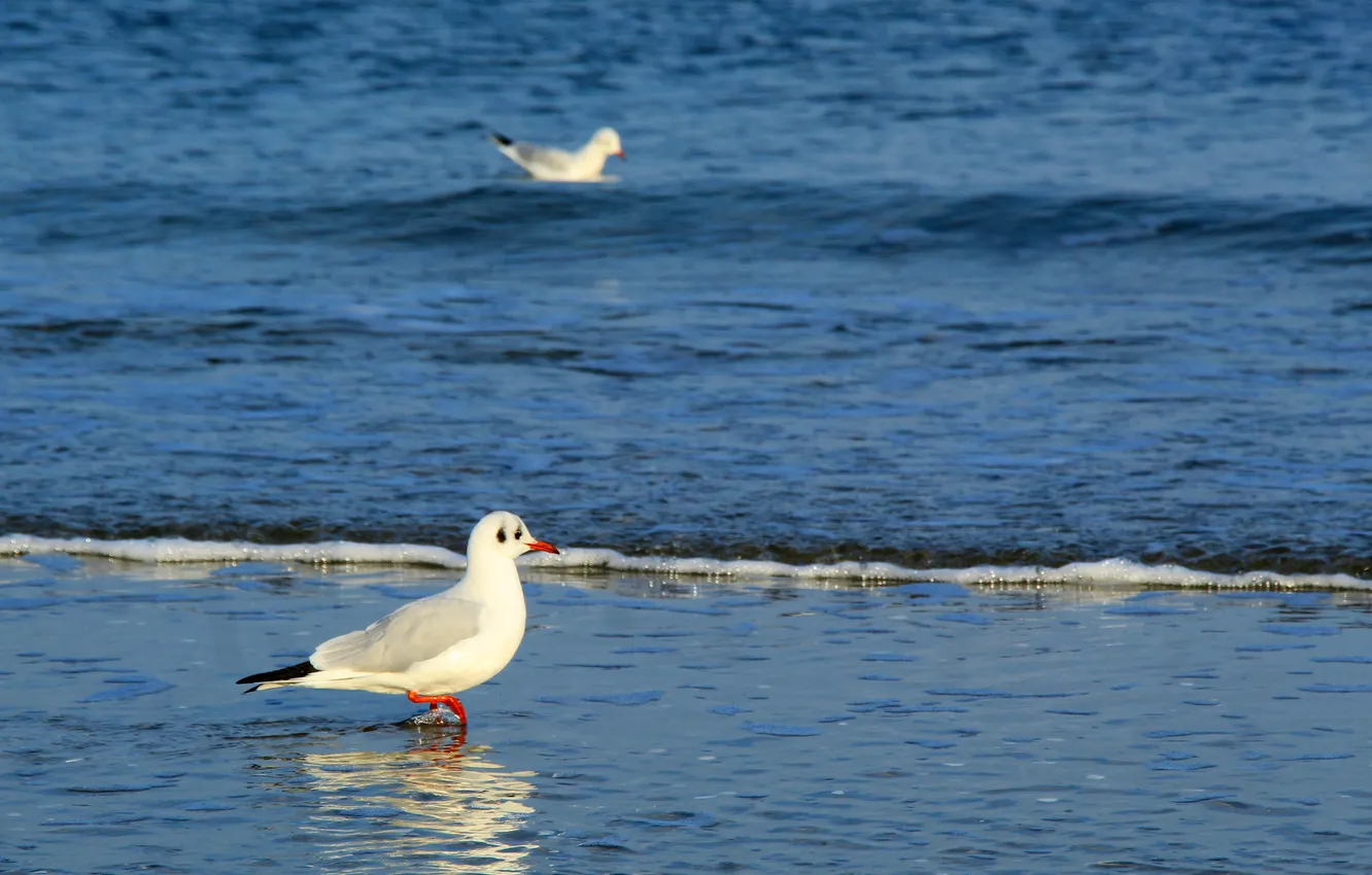 Фото обои sea, bird, water
