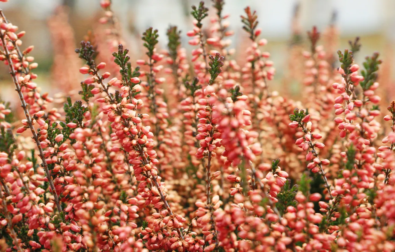 Фото обои flower, autumn, bloom