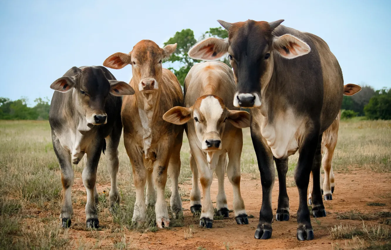 Фото обои поле, морда, коровы, стадо, теленок