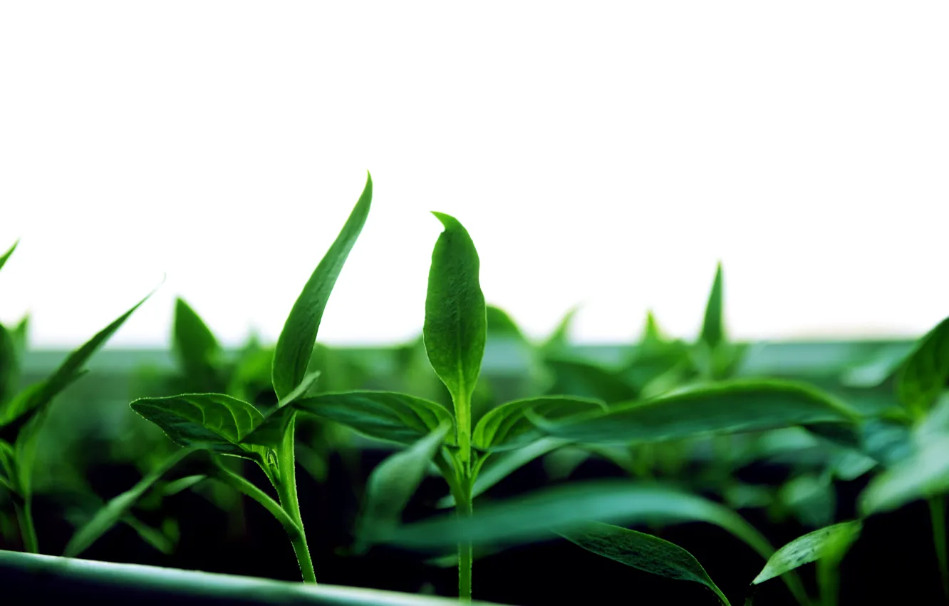 Фото обои листья, зеленый, Саженцы