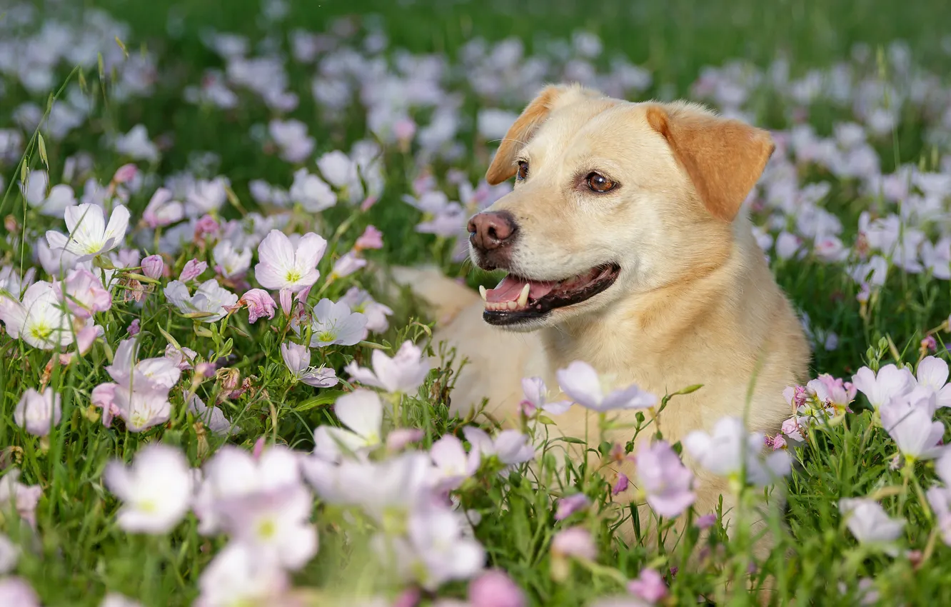 Фото обои морда, цветы, собака