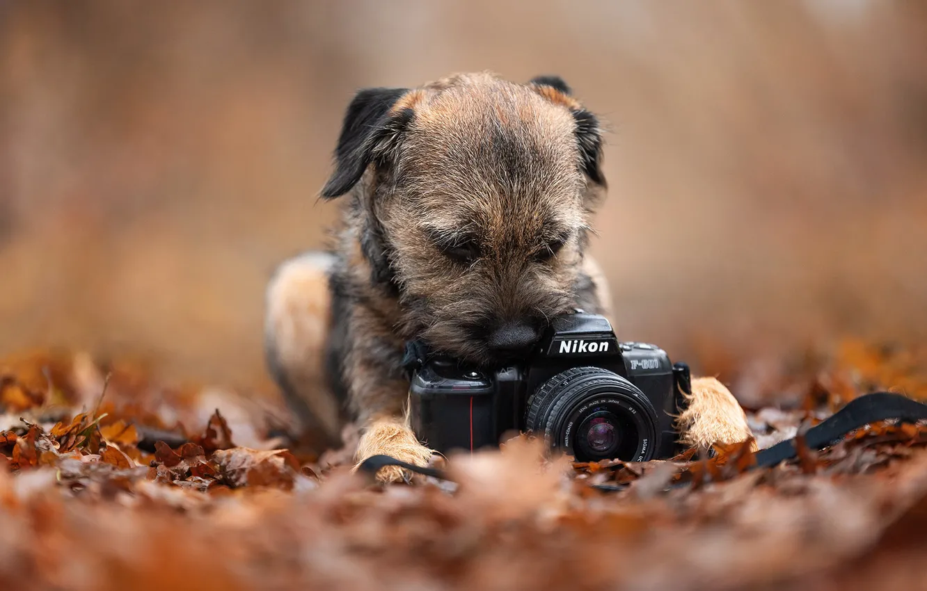 Фото обои осень, поза, фон, листва, собака, фотоаппарат, щенок, лежит