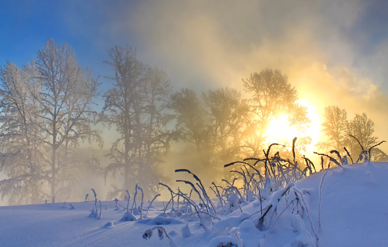 Фото обои зима, солнце, снег, природа, утро