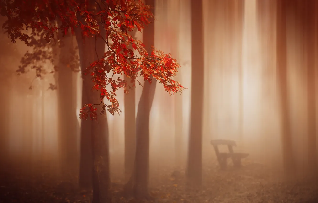 Фото обои осень, туман, скамья