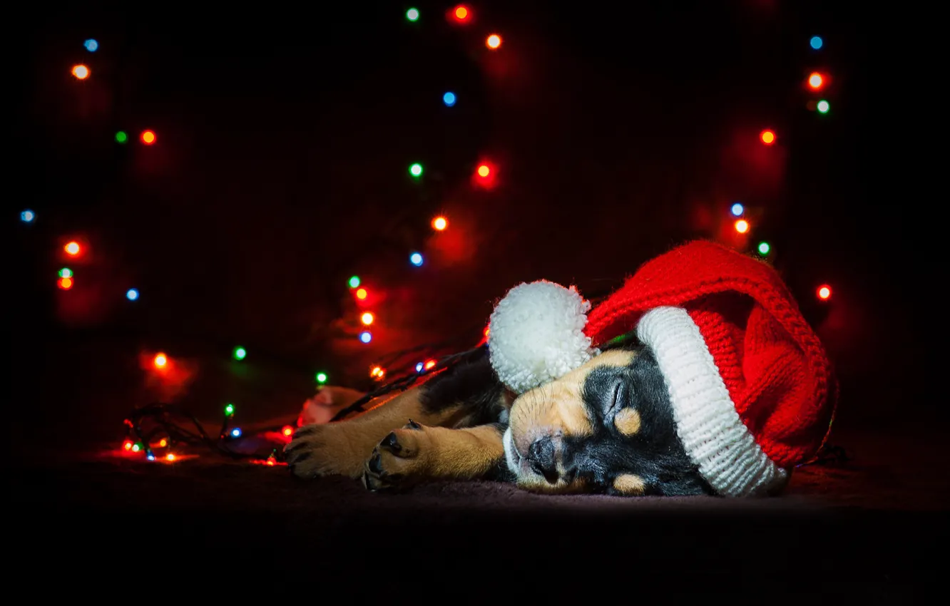 Фото обои собака, Новый Год, Рождество, гирлянда, Christmas, dog, 2018, Merry Christmas