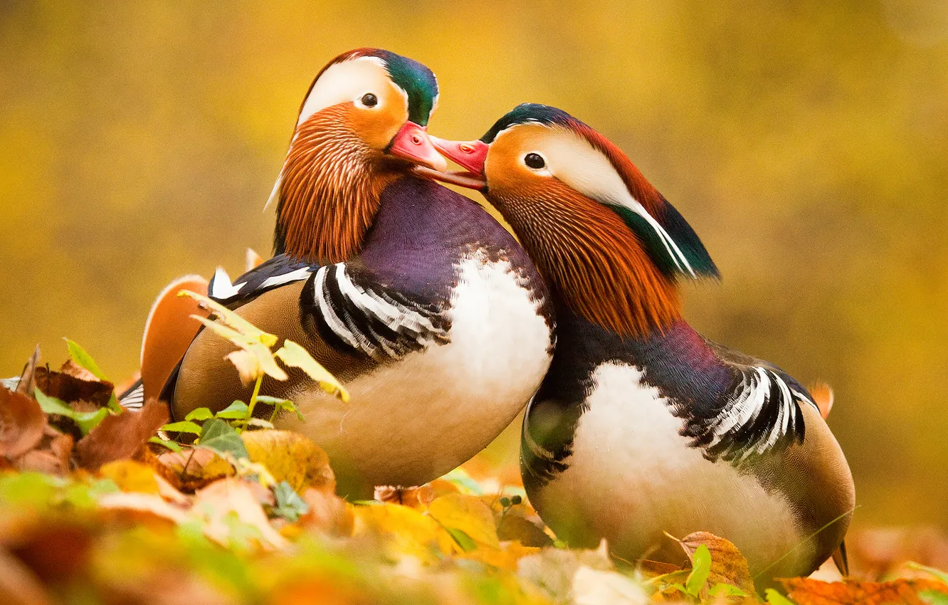 Фото обои colors, couple, ducks, beak