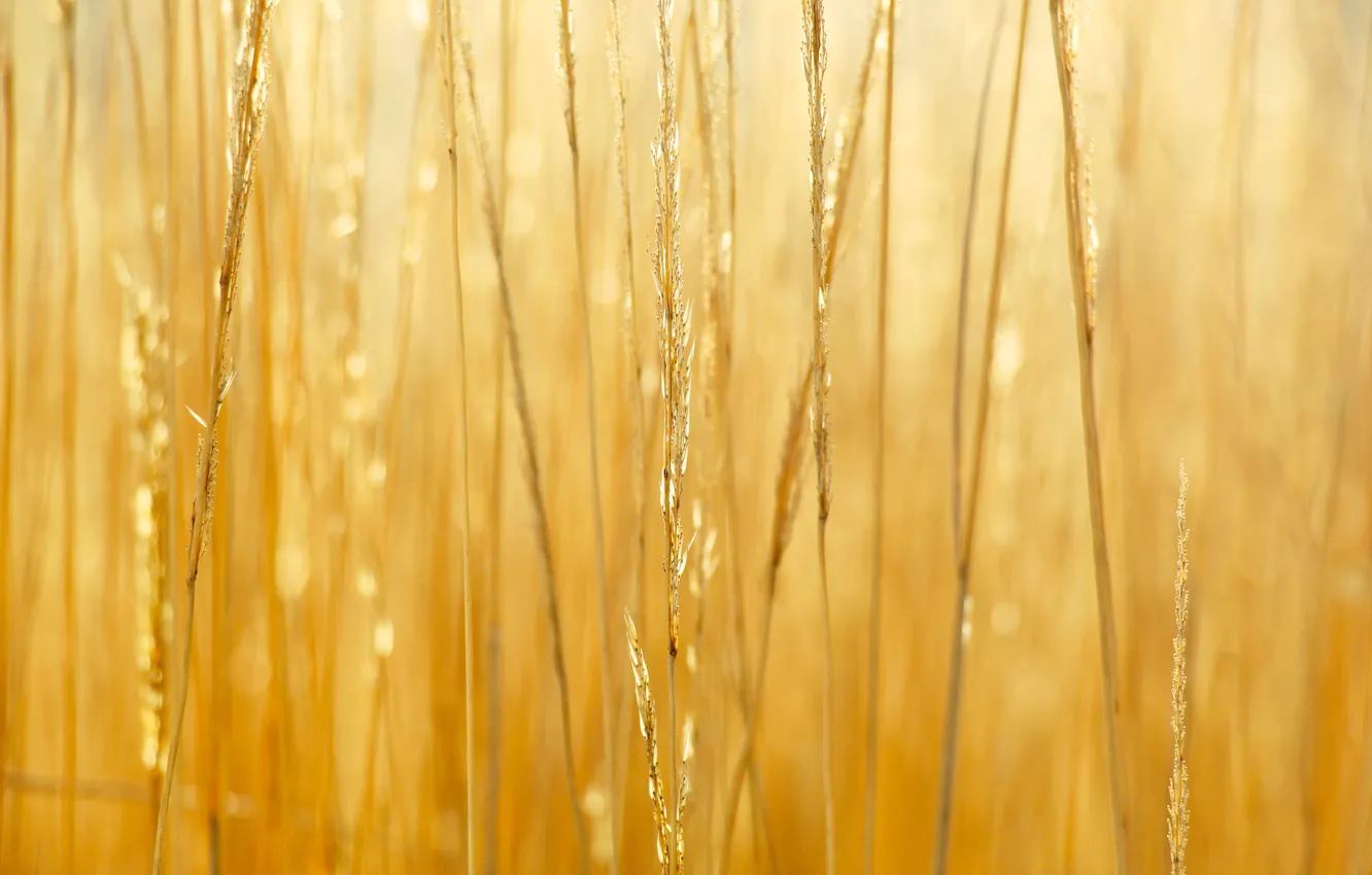 Фото обои grass, field, dry