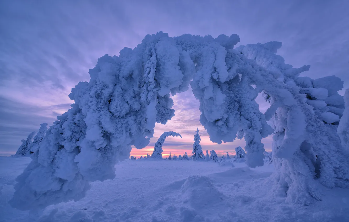Фото обои зима, снег, деревья, сугробы, арка, Финляндия, Лапландия