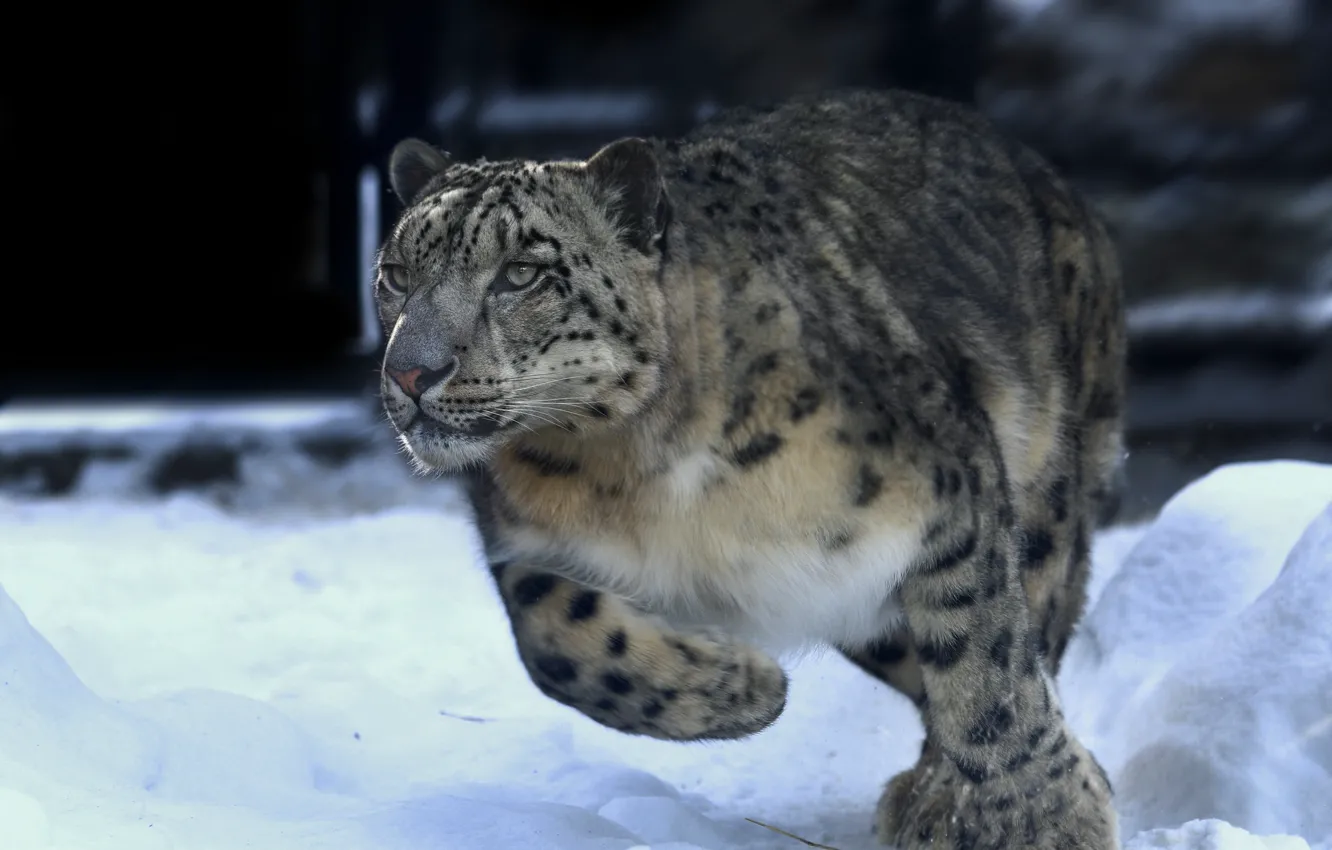 Фото обои зима, снег, животное, хищник, бег, ирбис, снежный барс, Олег Богданов
