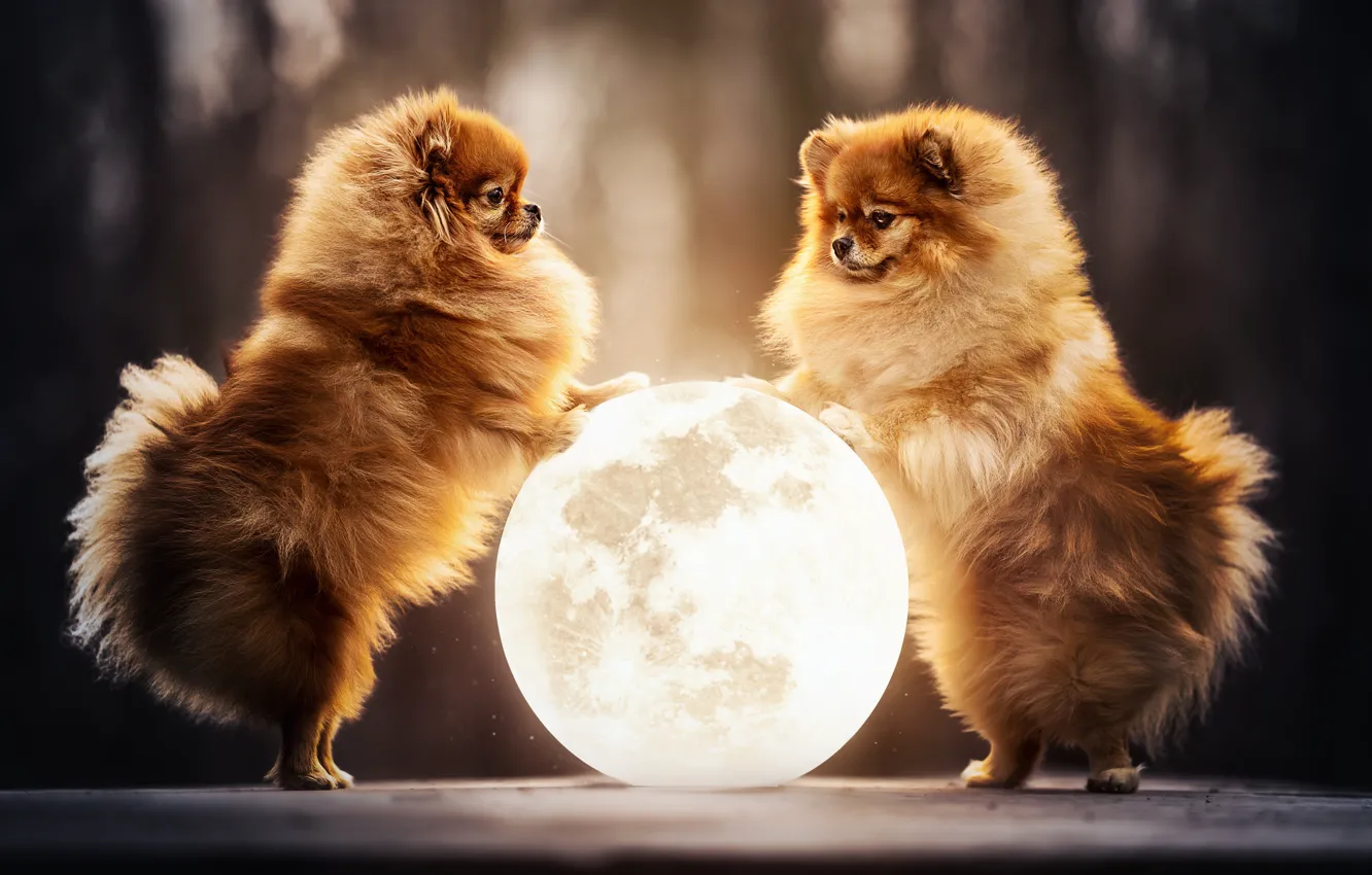 Фото обои луна, шар, парочка, две собаки, Померанский шпиц