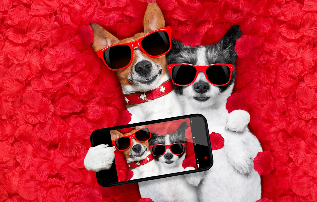 Фото обои собака, лепестки, love, rose, dog, romantic, hearts, funny