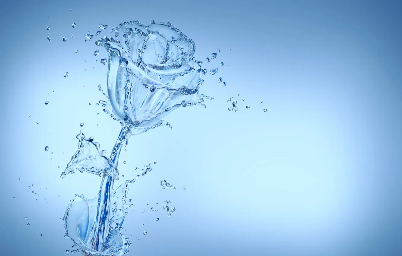 Фото обои цветок, вода, капли, голубой, роза