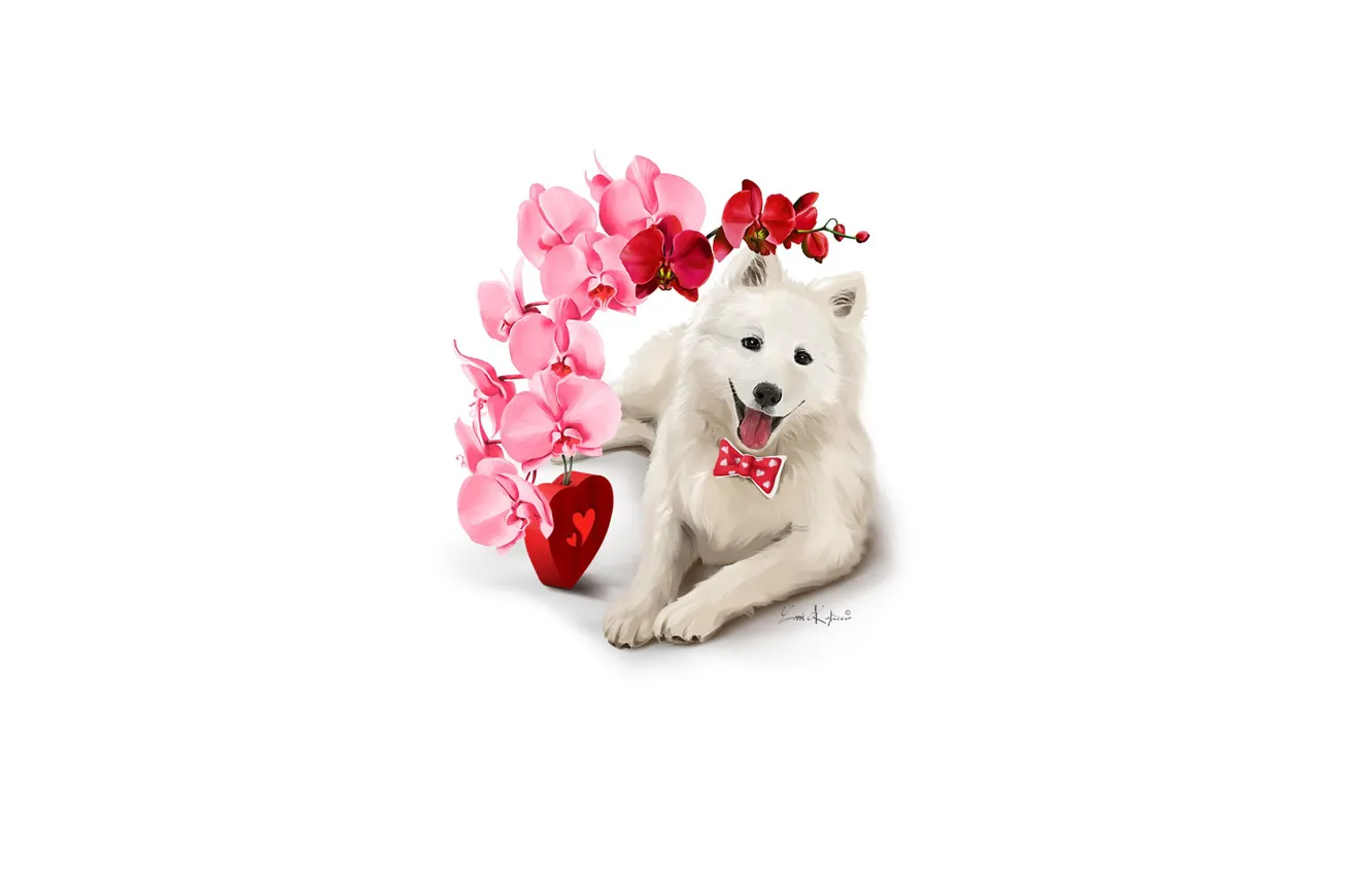 Фото обои цветок, собака, белая, сердечко, орхидея