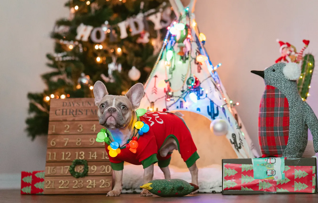 Фото обои собаки, собака, Рождество, костюм, Новый год, ёлка, французский бульдог, новогодние декорации
