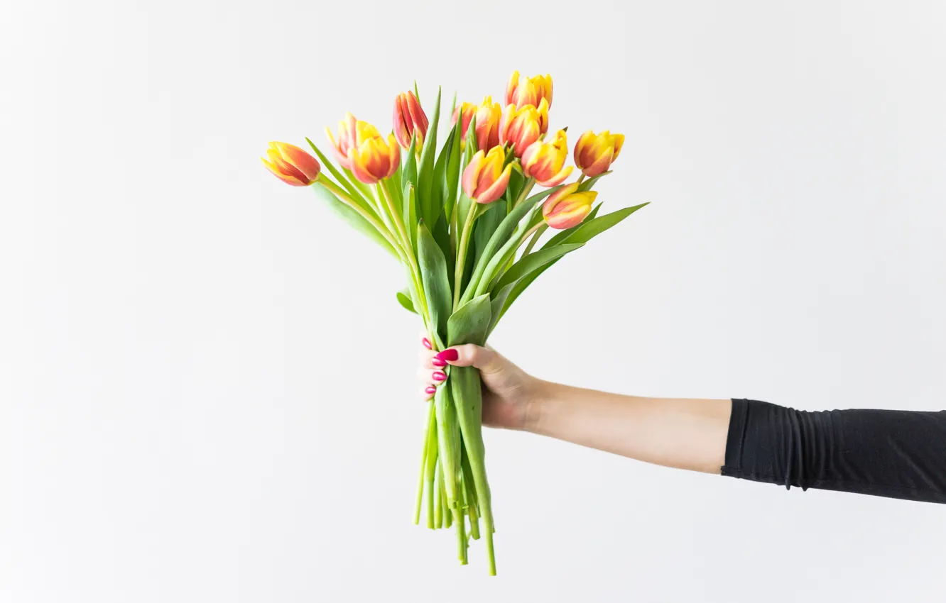 Фото обои цветы, рука, тюльпаны, маникюр