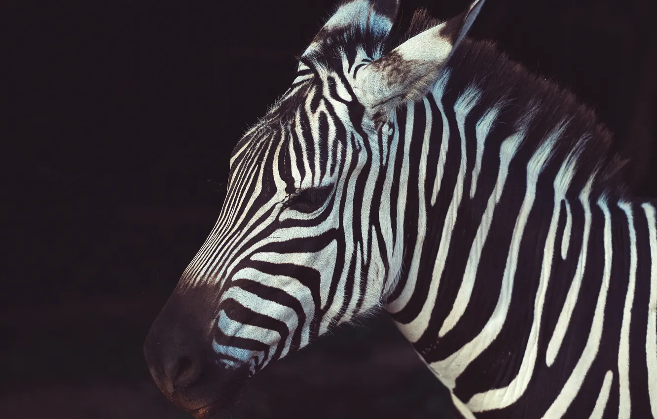 Фото обои africa, animal, wildlife, Zebra