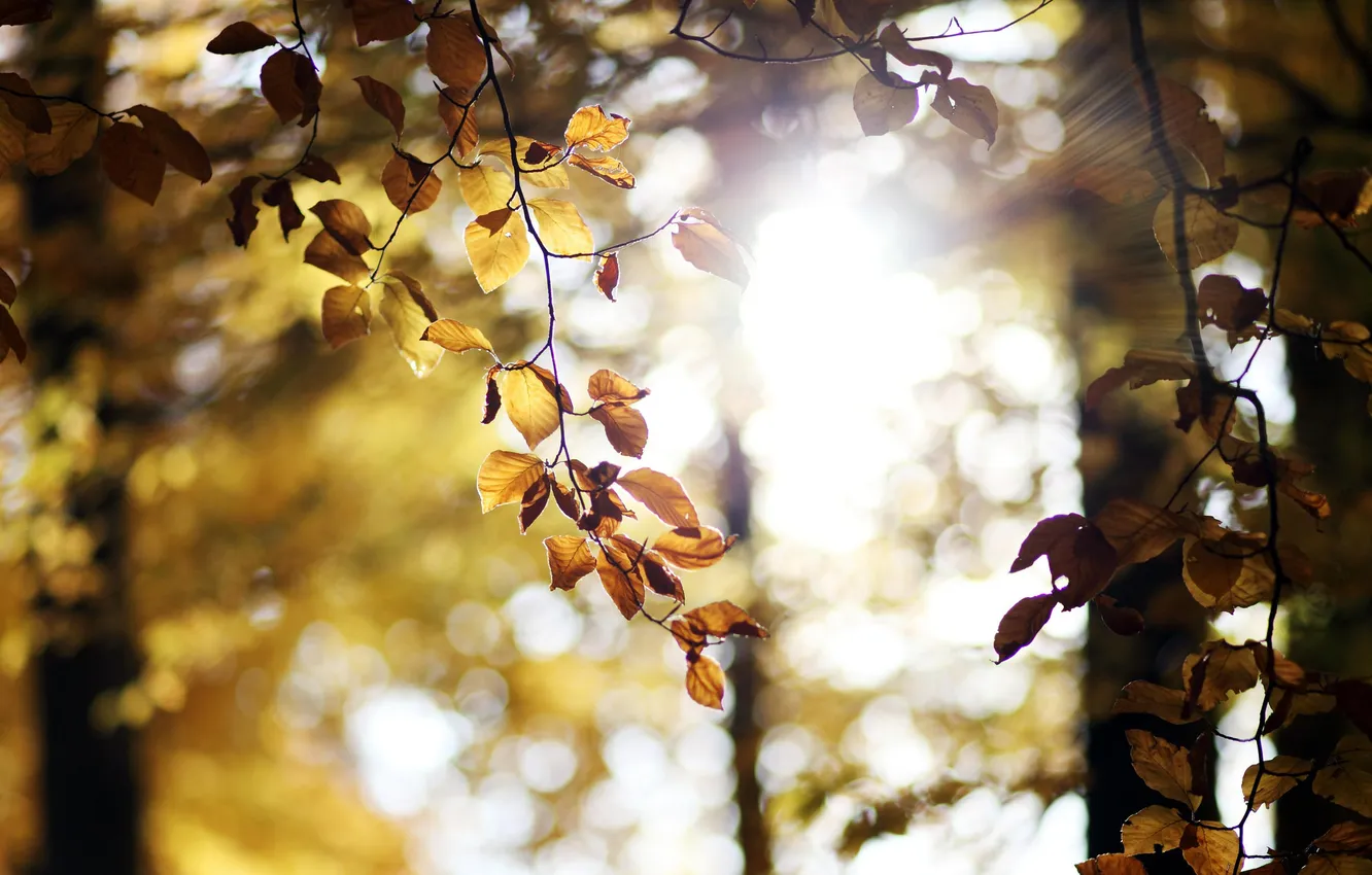 Фото обои листья, солнце, деревья