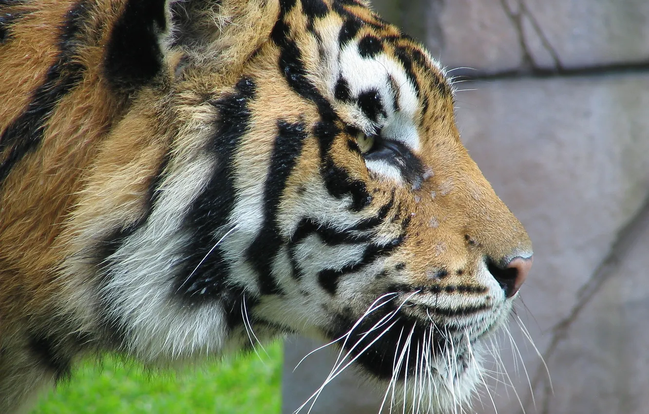 Фото обои усы, взгляд, морда, тигр, хищник, профиль