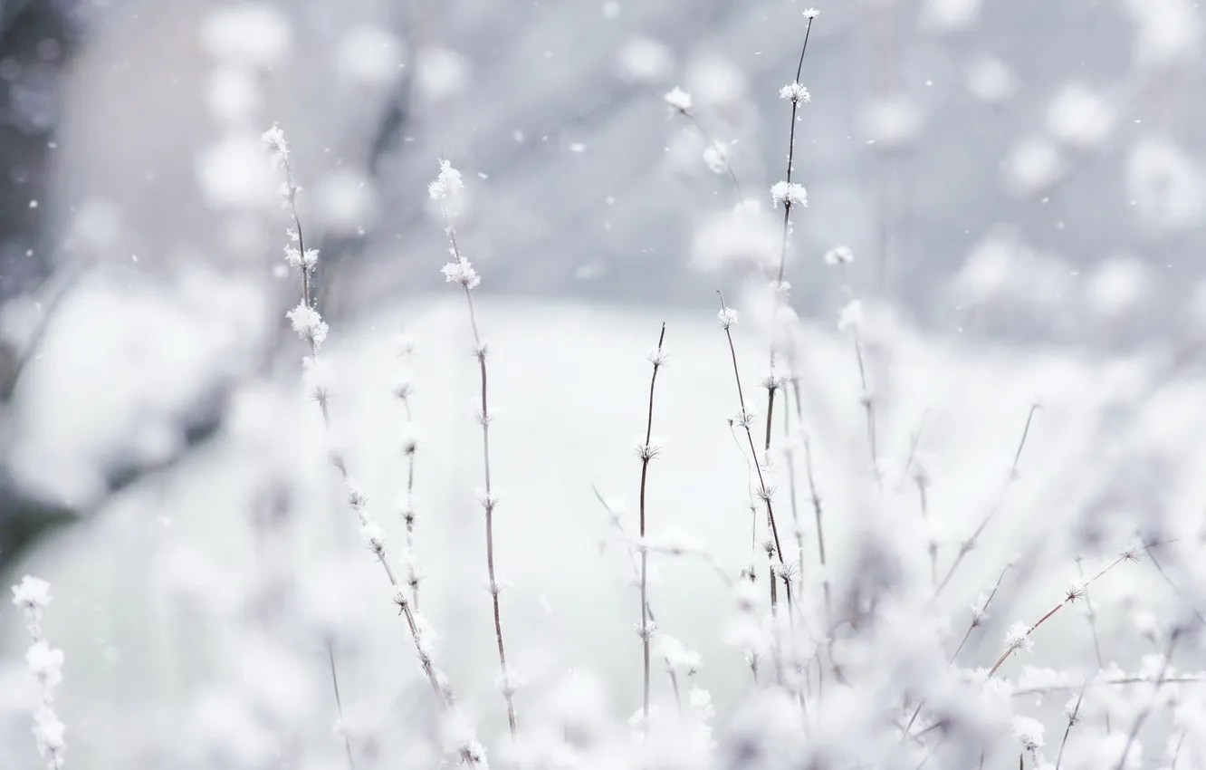 Фото обои зима, белый, макро, снег, природа, растения